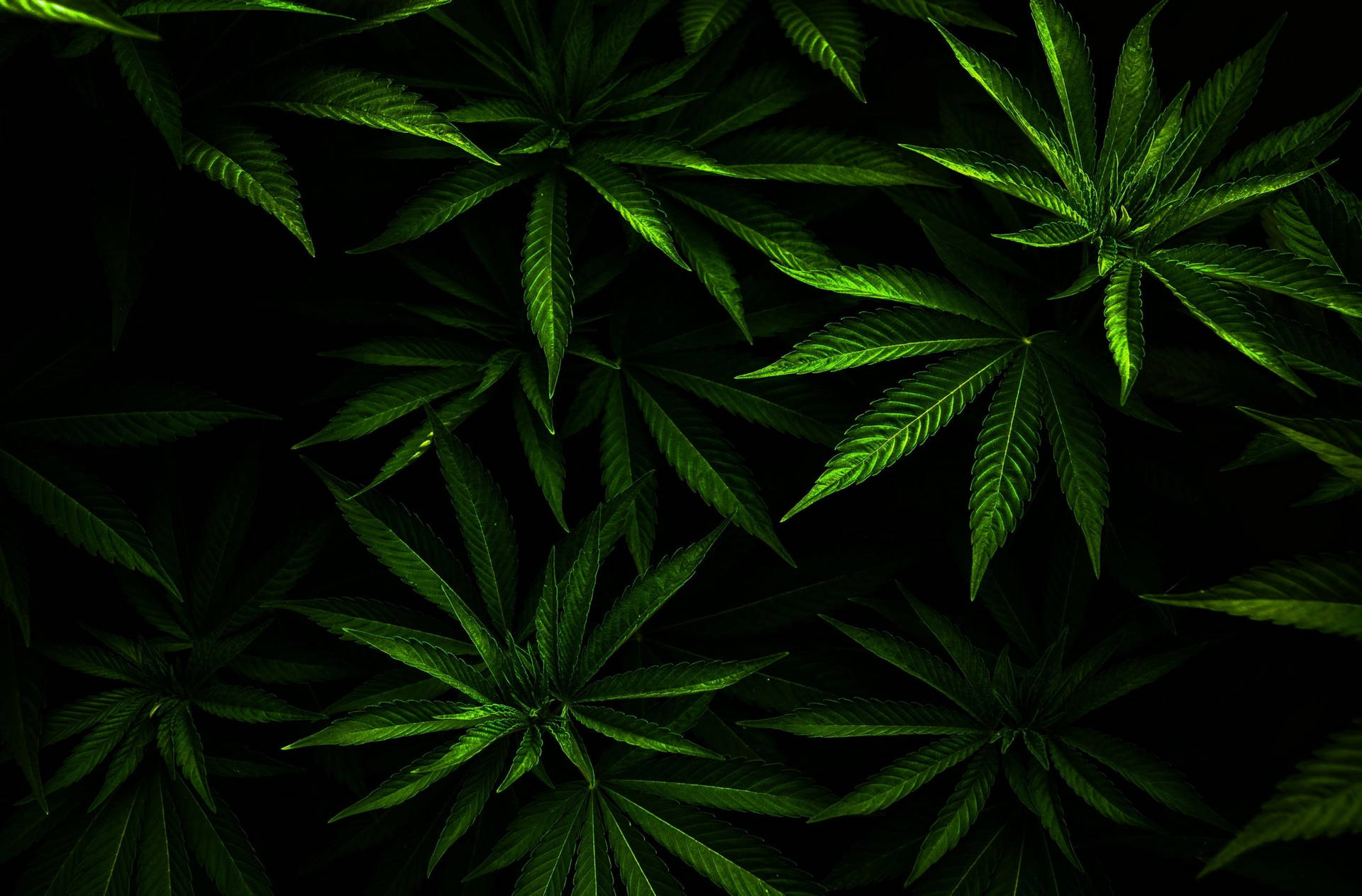 3000X1973 Stoner Wallpaper and Background