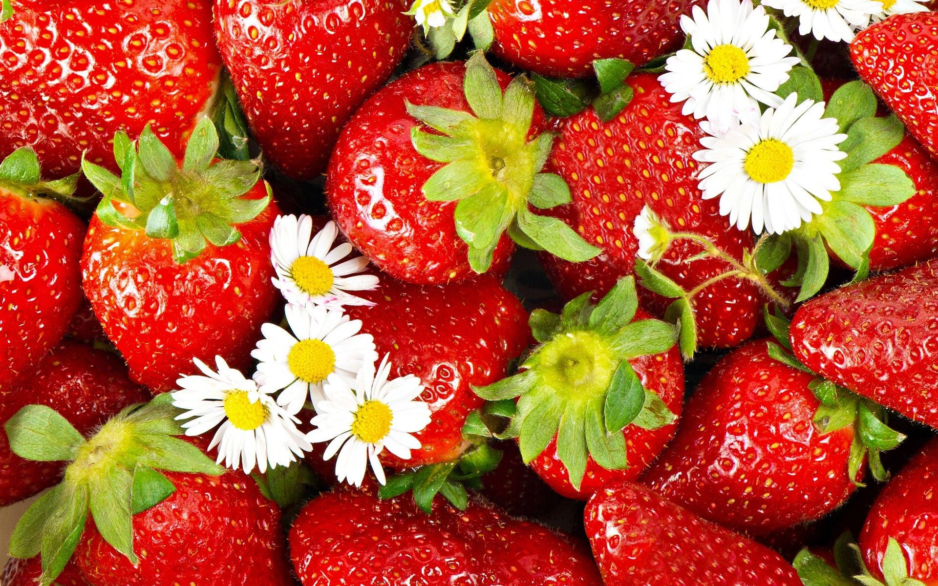 Strawberry 1920X1200 Wallpaper and Background Image