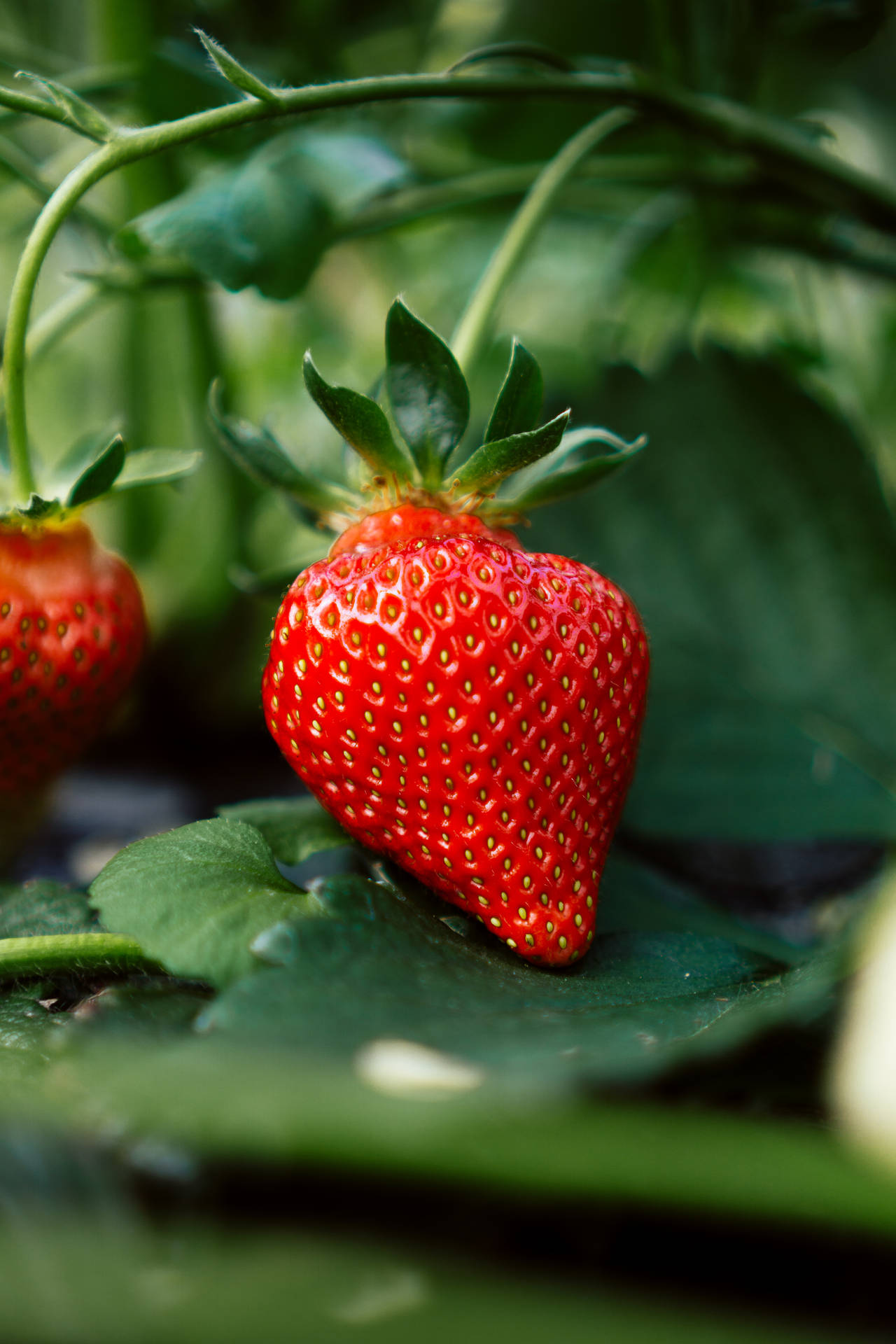 3512X5268 Strawberry Wallpaper and Background