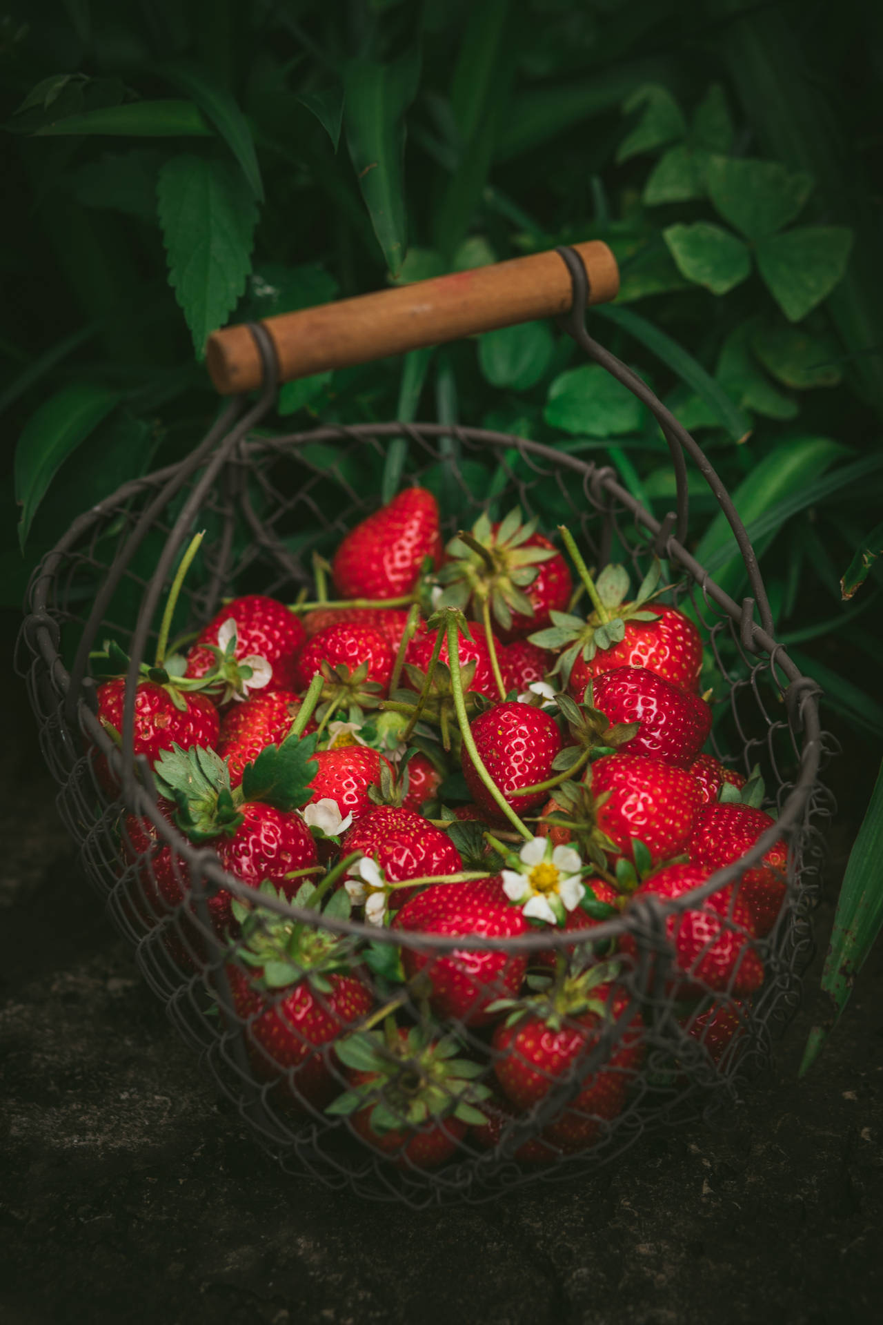4480X6720 Strawberry Wallpaper and Background
