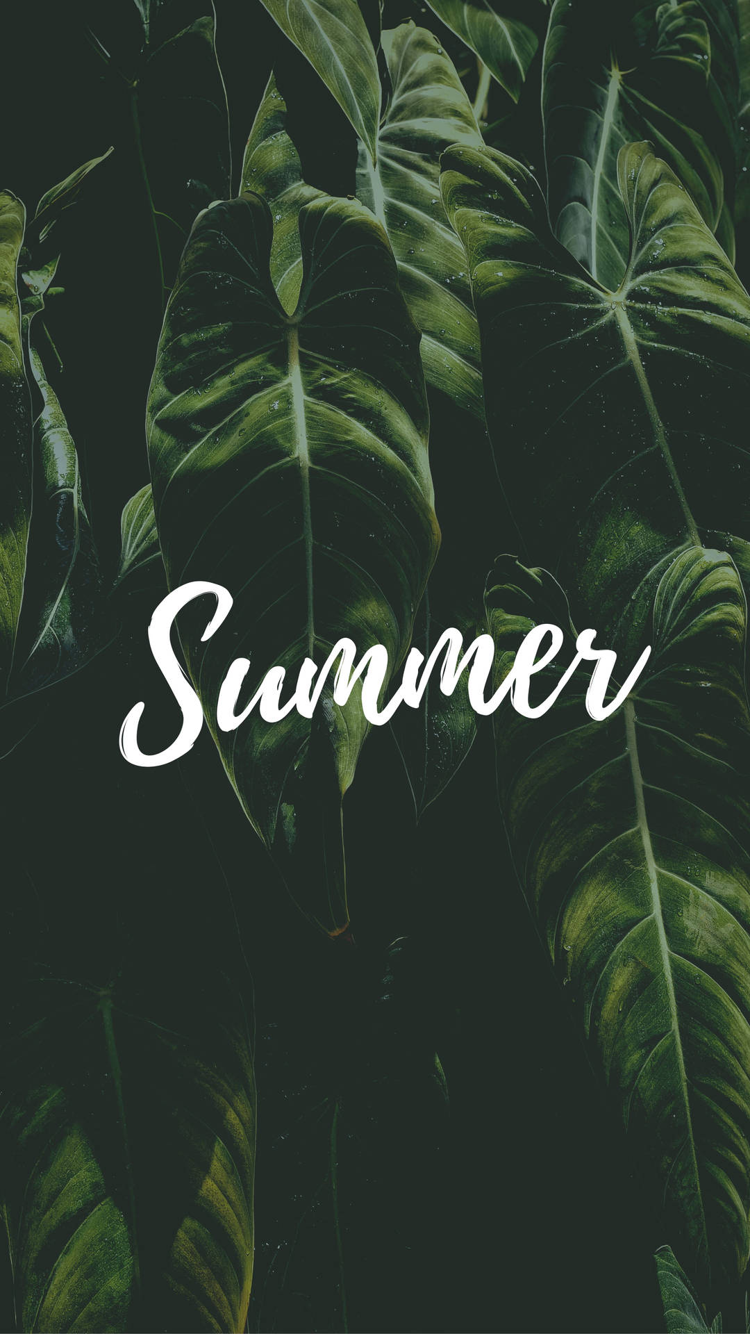 3240X5760 Summer Wallpaper and Background