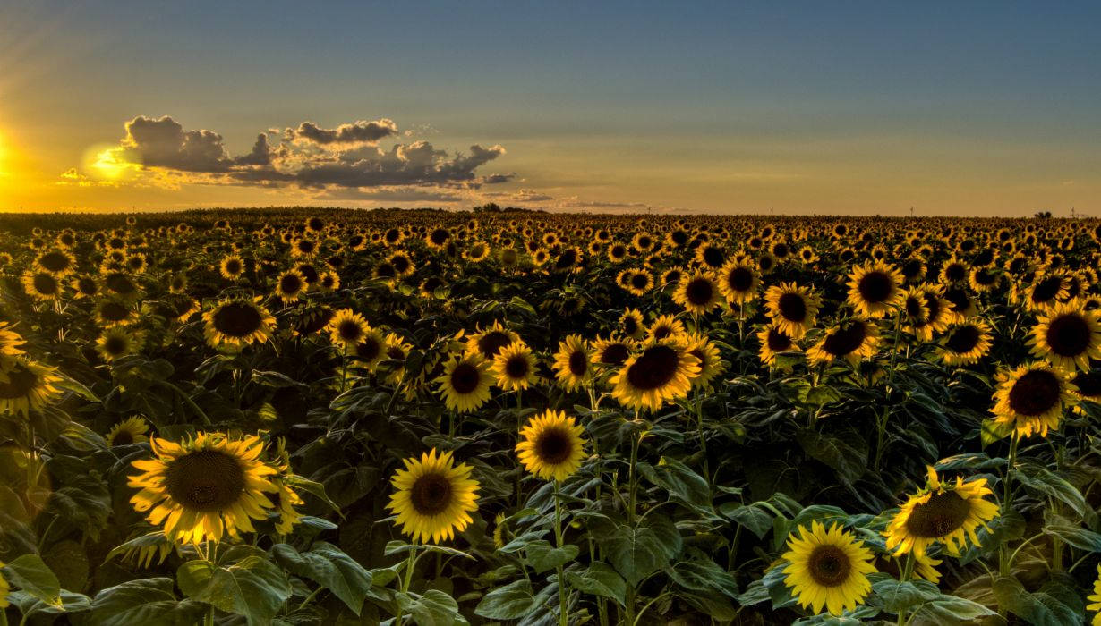 1230X700 Sunflower Wallpaper and Background