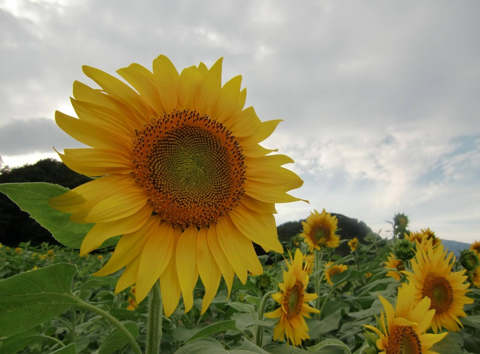 1600X1180 Sunflower Wallpaper and Background