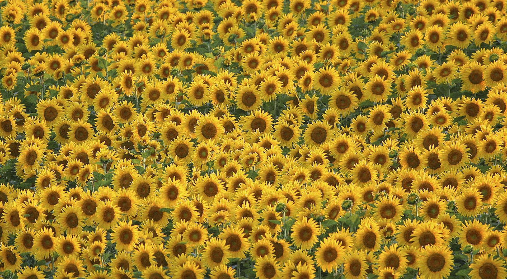 Sunflower 1920X1060 wallpaper