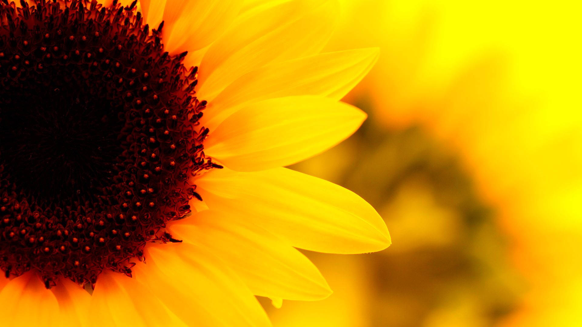 1920X1080 Sunflower Wallpaper and Background