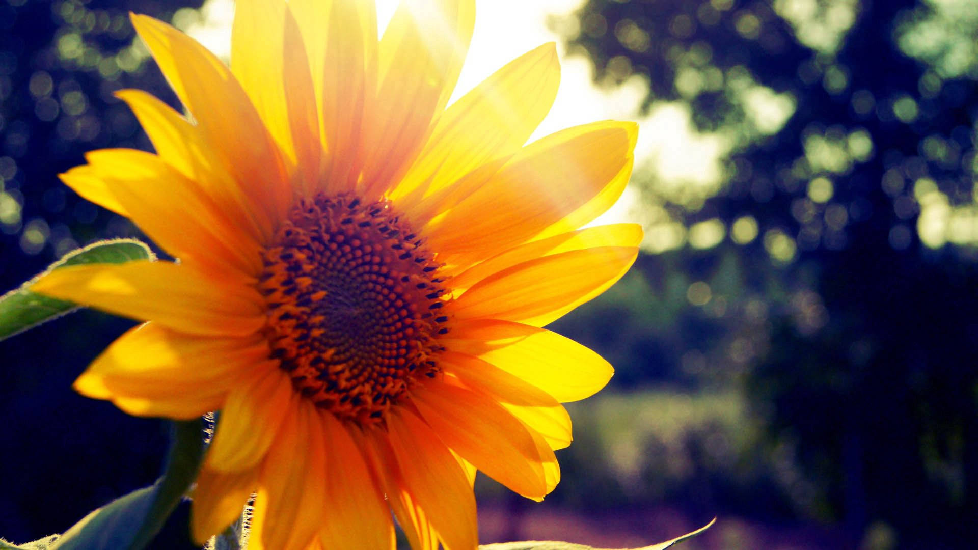 Sunflower 1920X1080 Wallpaper and Background Image