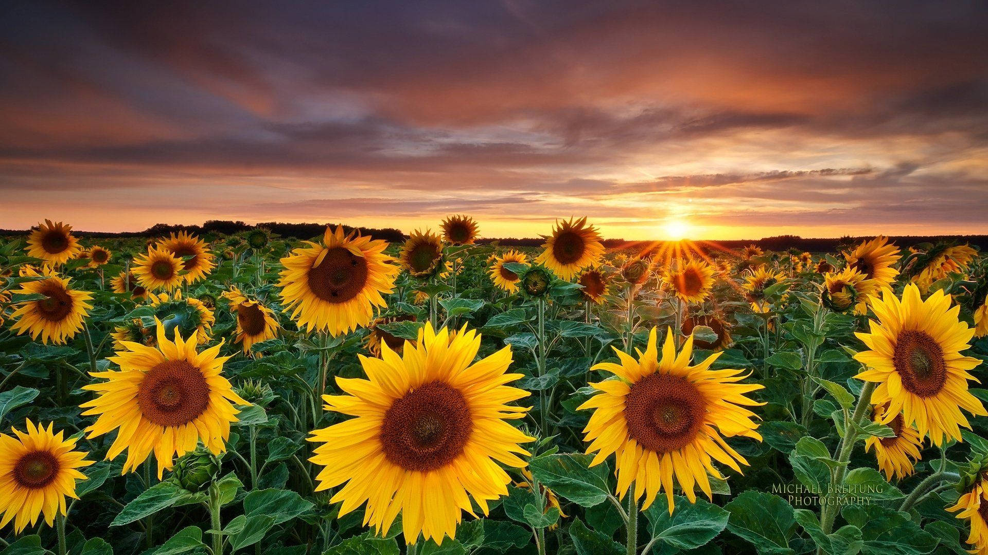 1920X1080 Sunflower Wallpaper and Background