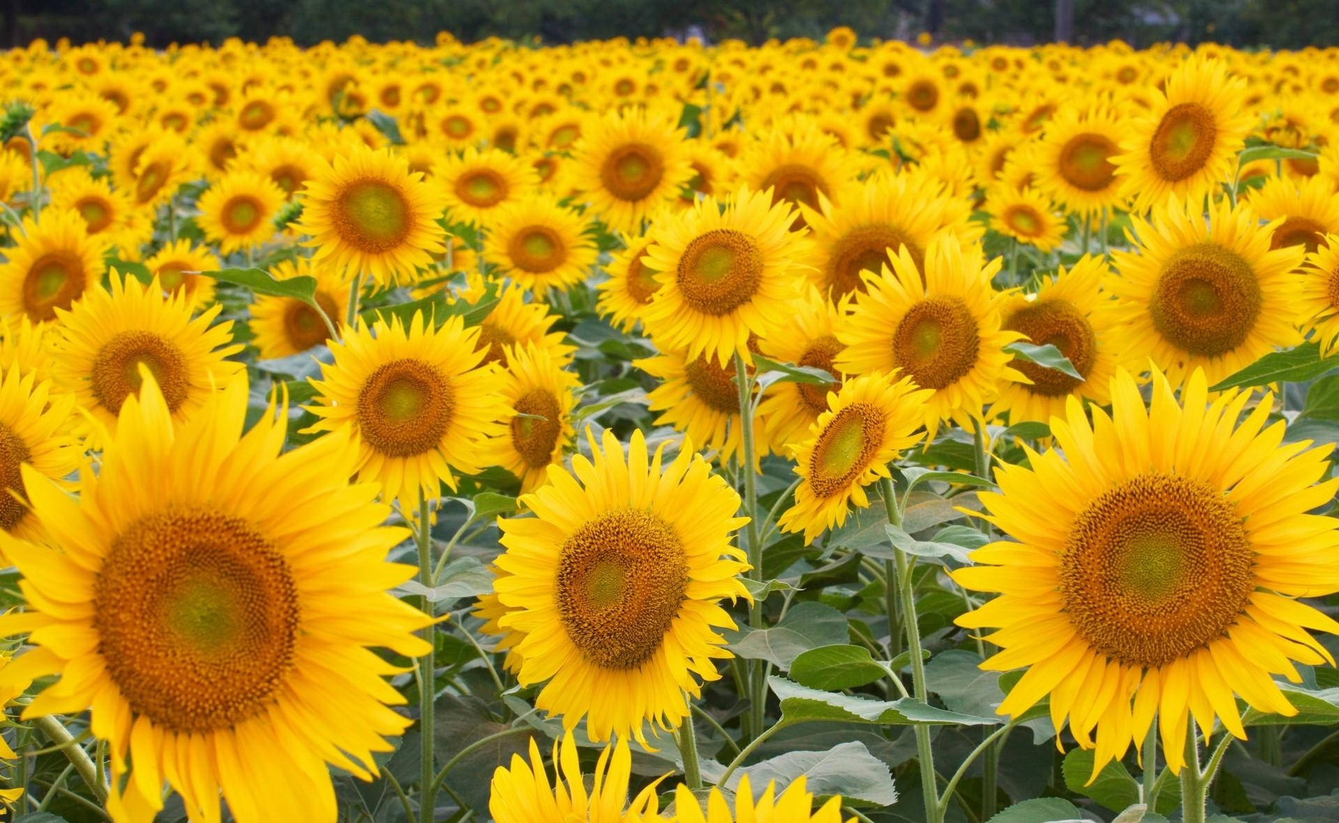 1920X1180 Sunflower Wallpaper and Background