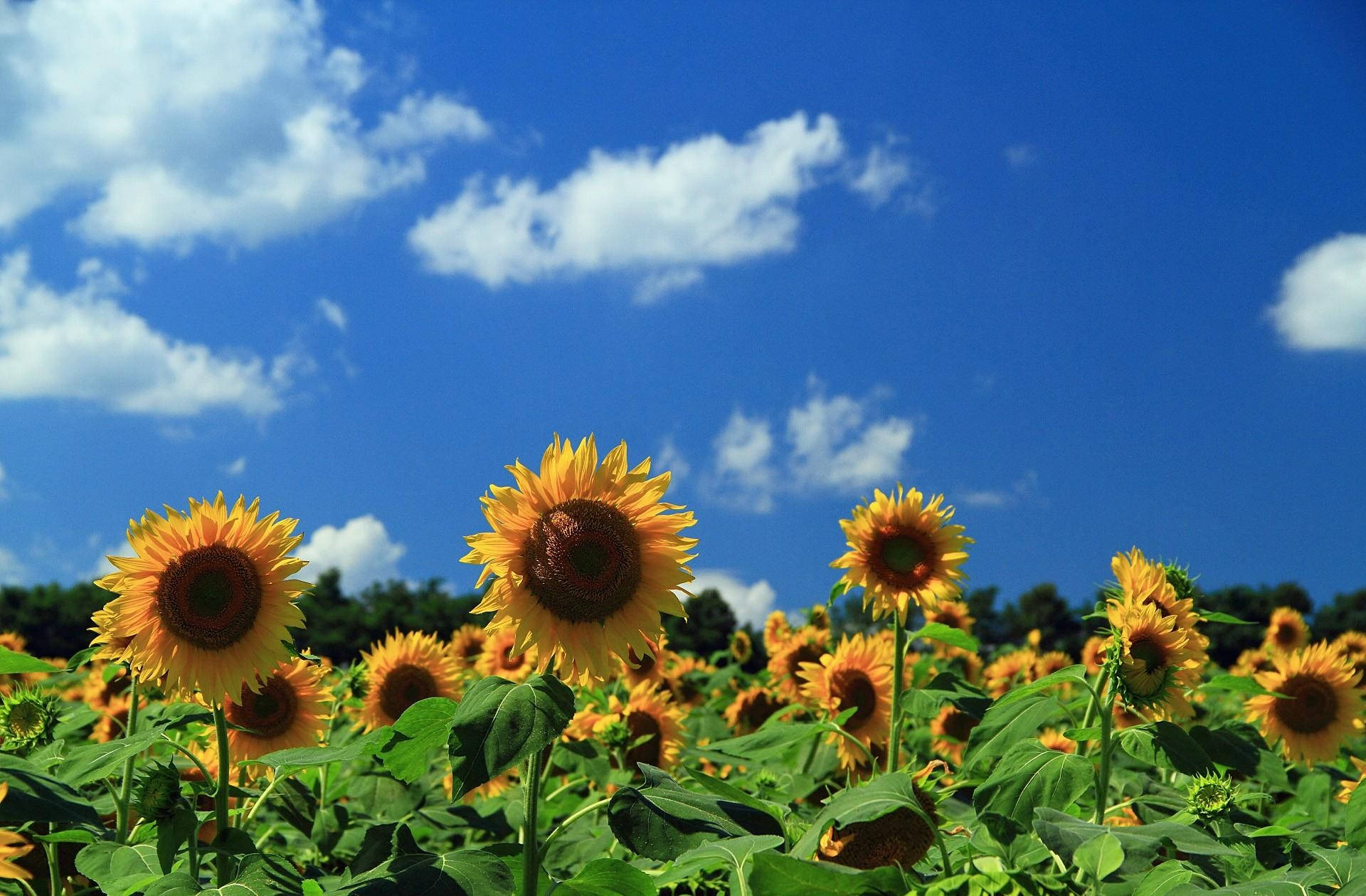 1920X1260 Sunflower Wallpaper and Background