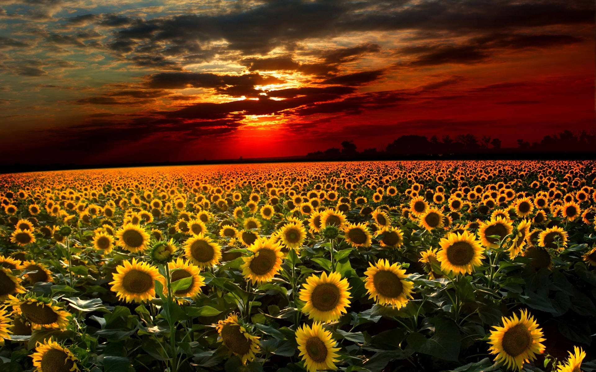 Sunflower 2560X1600 wallpaper