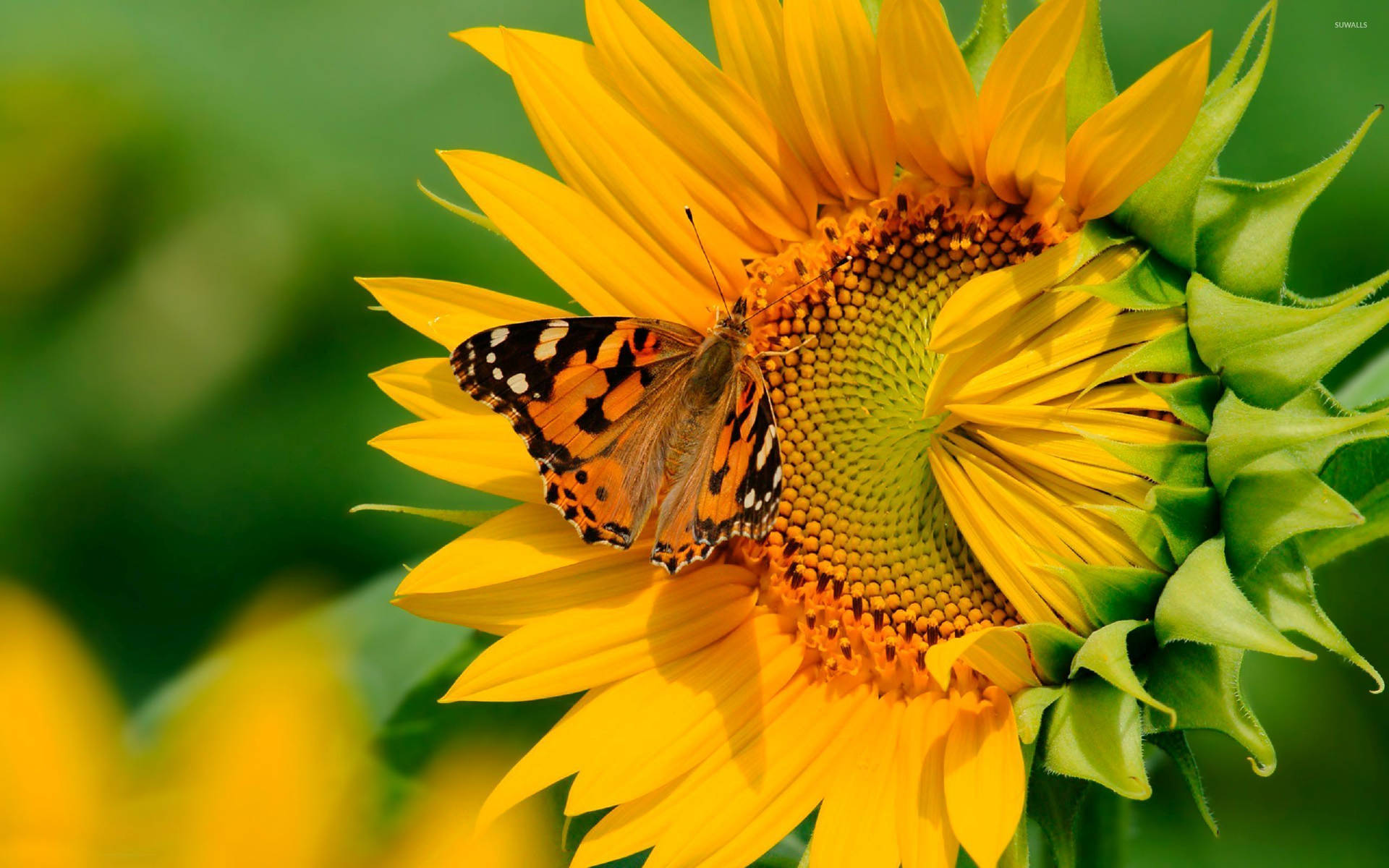 2560X1600 Sunflower Wallpaper and Background