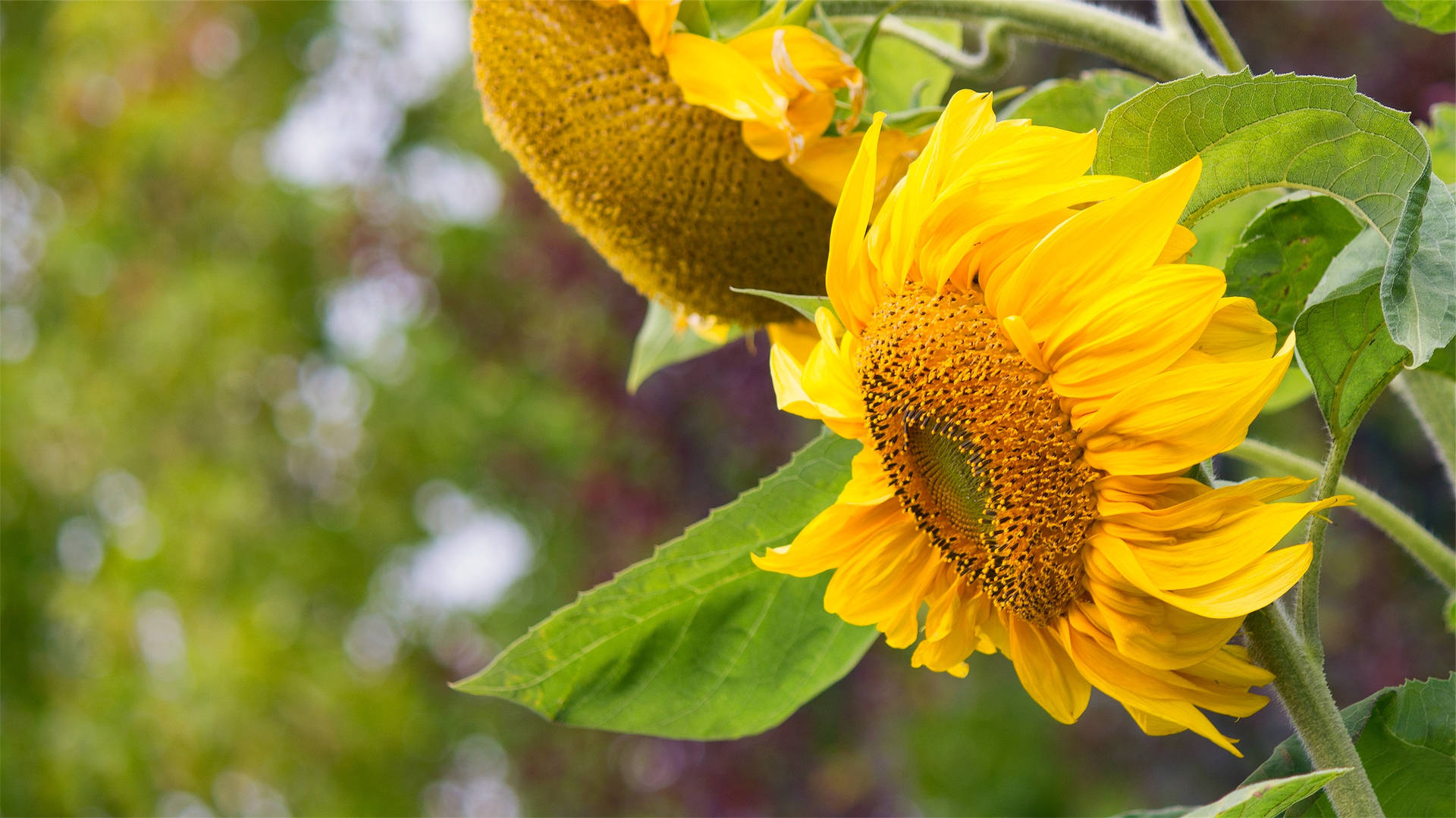 2731X1536 Sunflower Wallpaper and Background