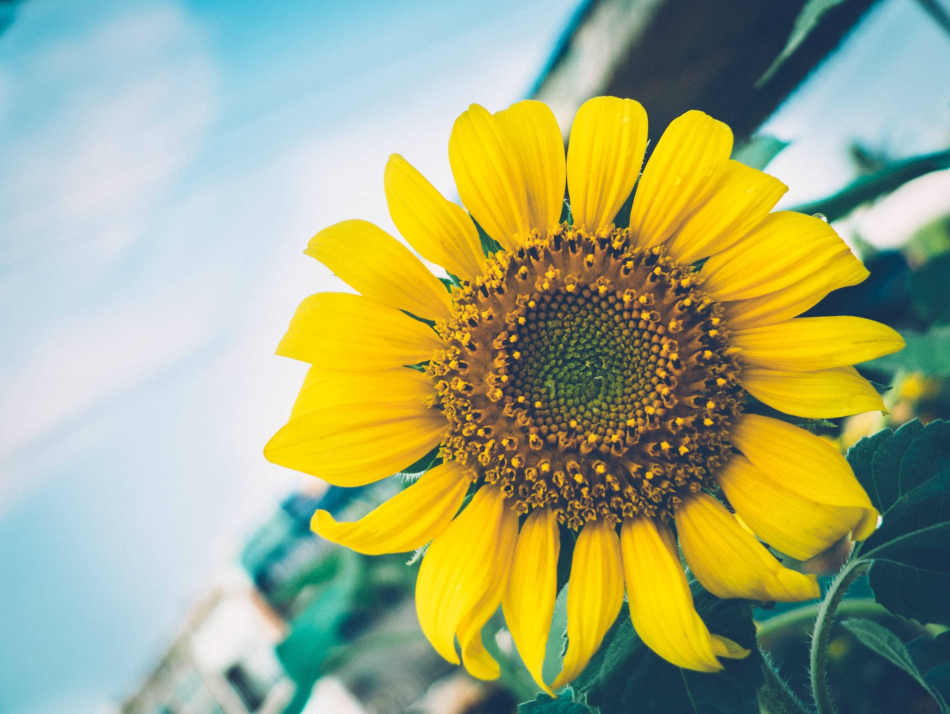 2816X2116 Sunflower Wallpaper and Background