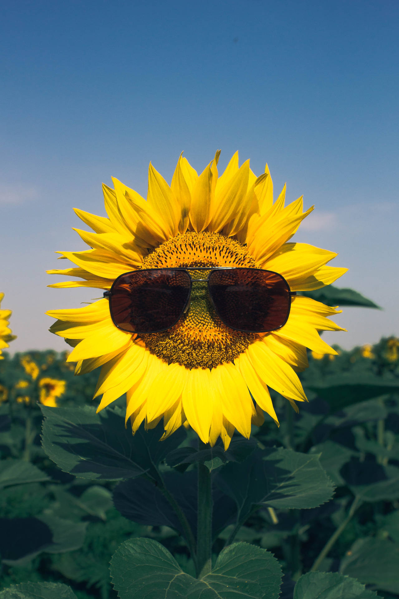 3139X4709 Sunflower Wallpaper and Background