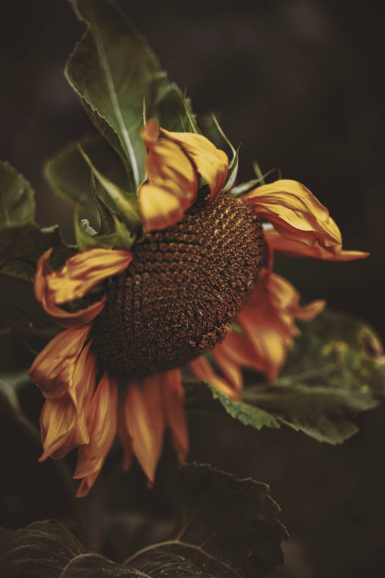 3648X5472 Sunflower Wallpaper and Background