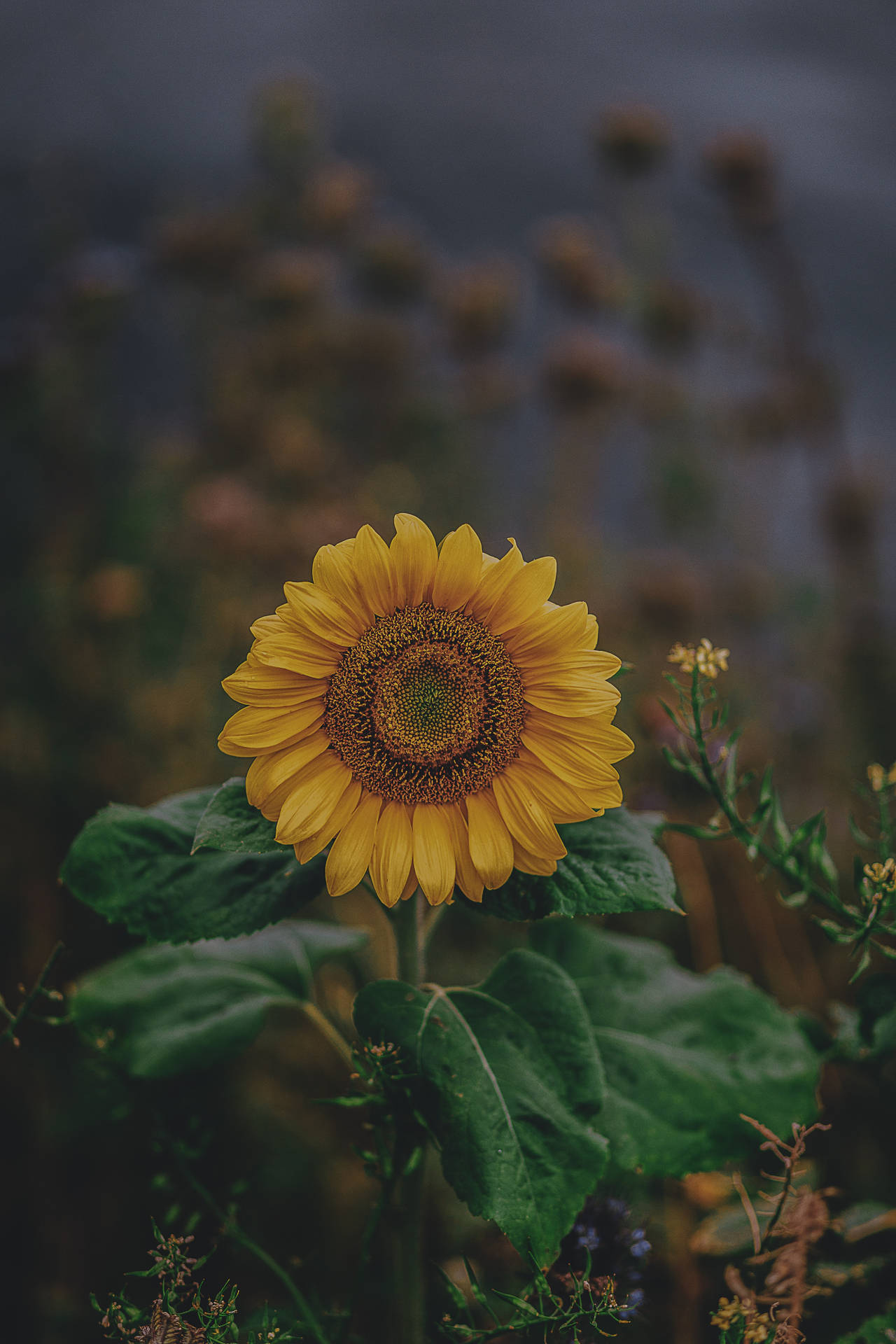 3648X5472 Sunflower Wallpaper and Background