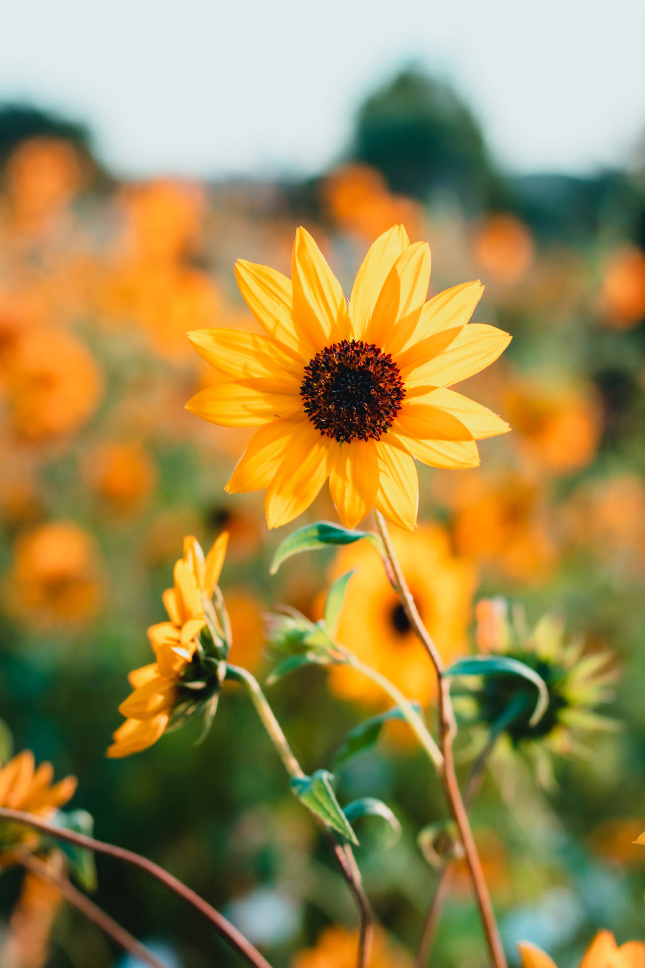 3712X5568 Sunflower Wallpaper and Background