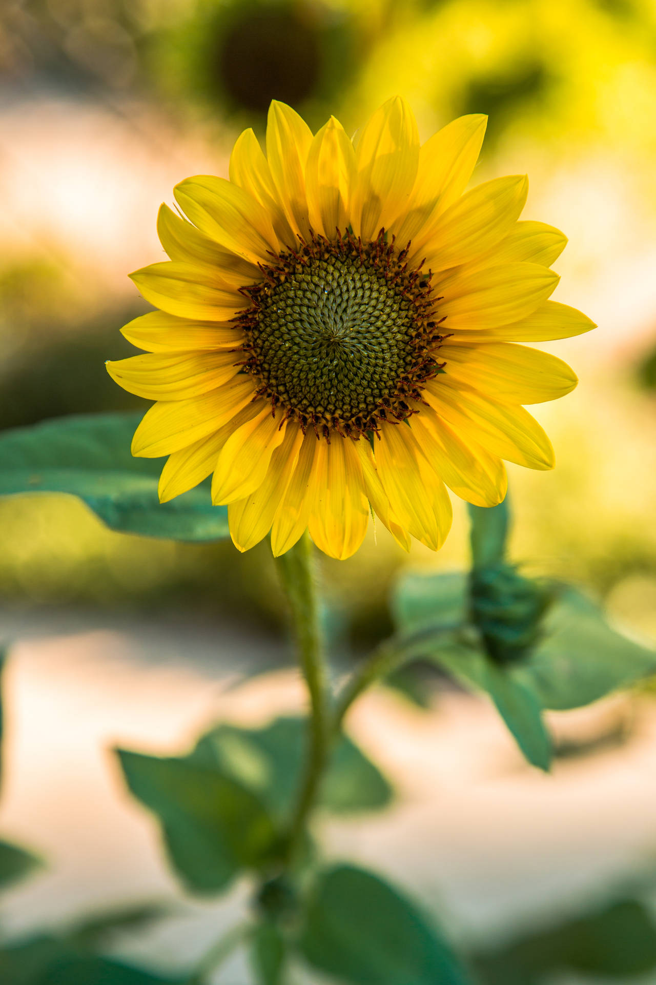 Sunflower 3840X5760 Wallpaper and Background Image