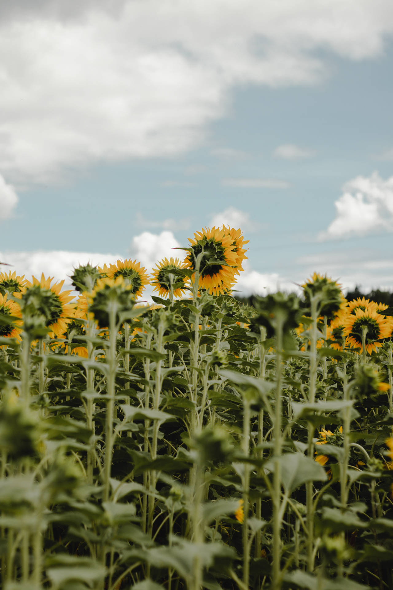 4000X6000 Sunflower Wallpaper and Background