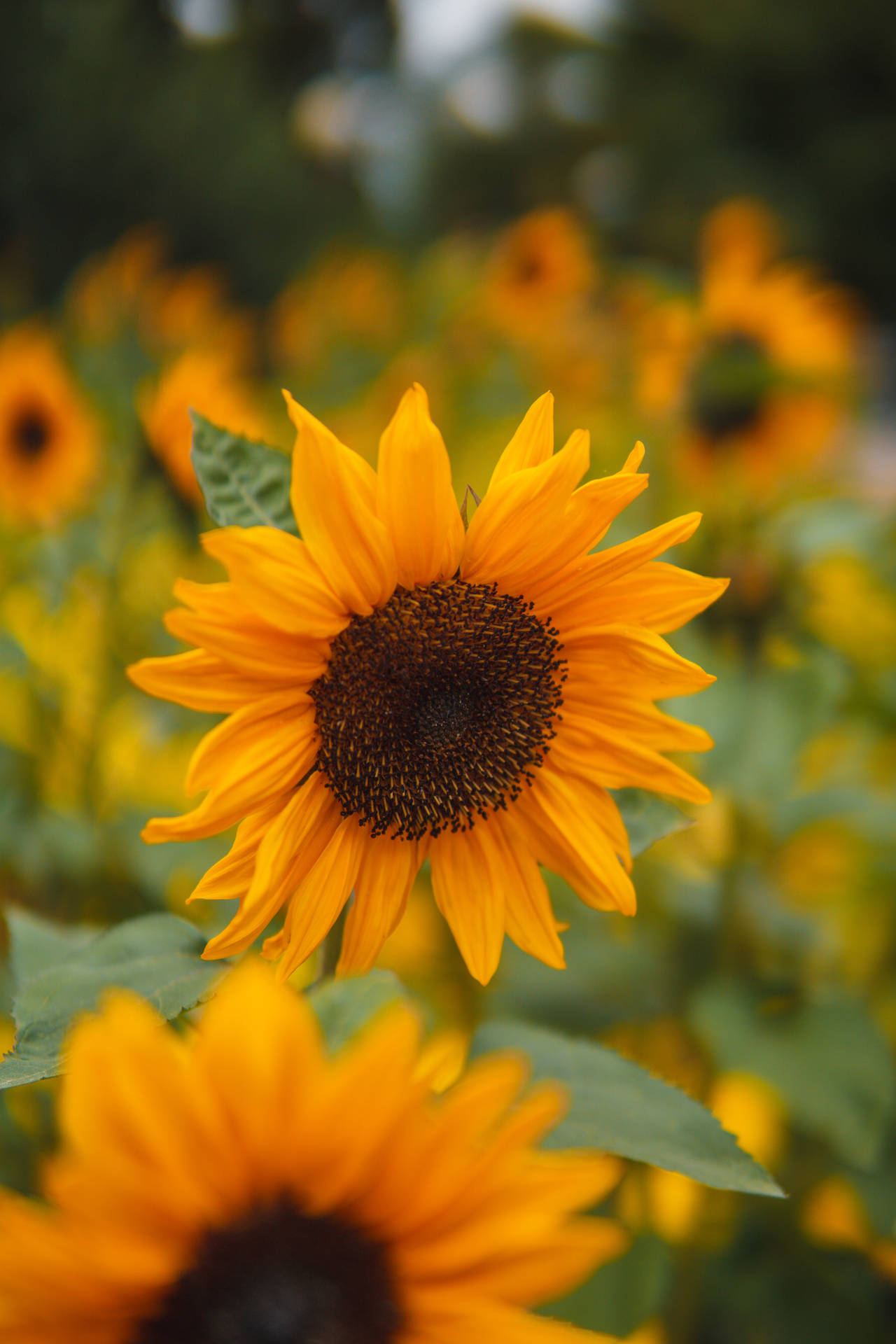 Sunflower 4000X6000 Wallpaper and Background Image