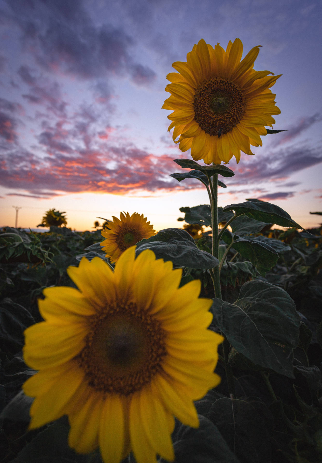 4160X5989 Sunflower Wallpaper and Background