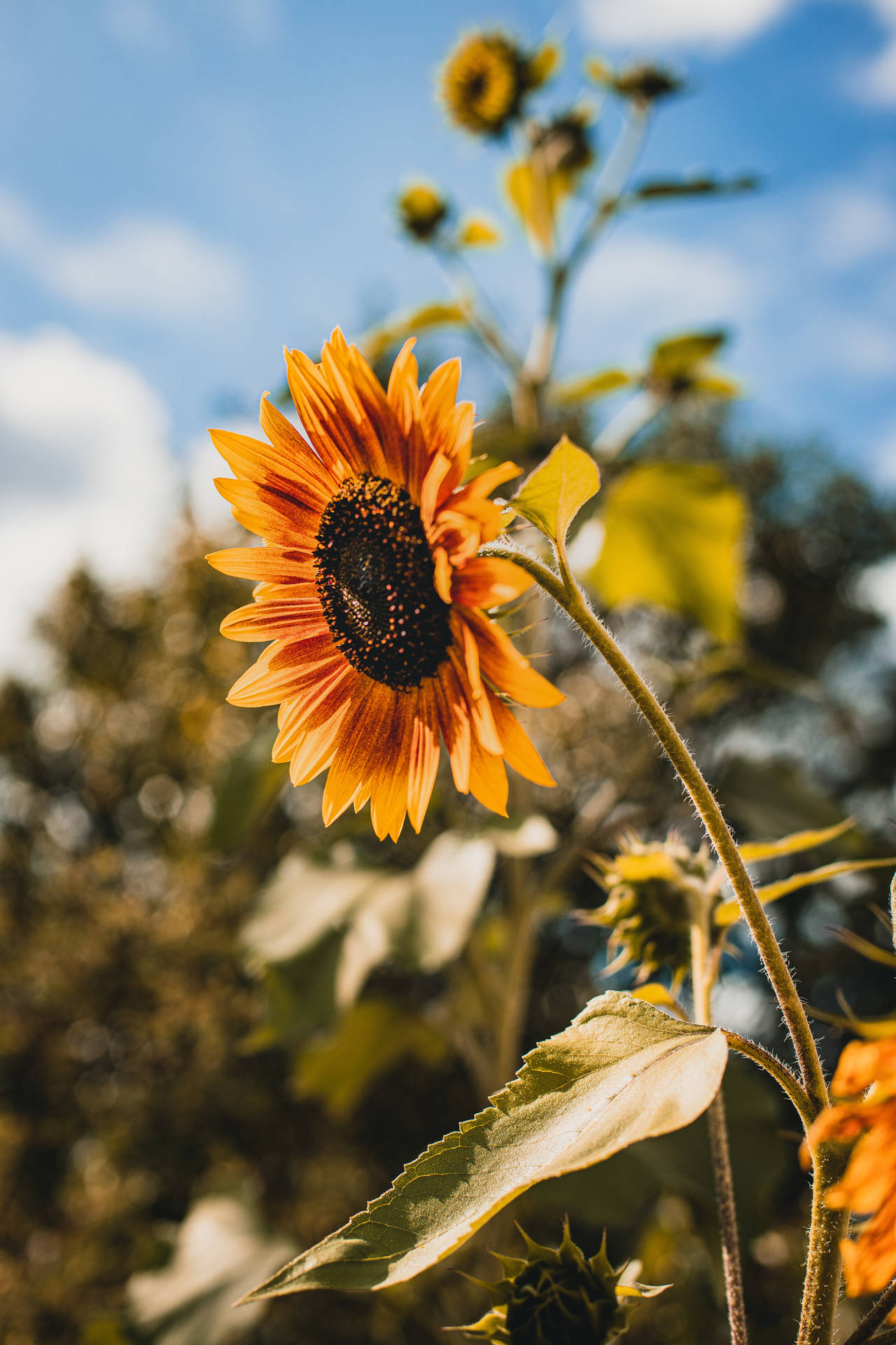 4480X6720 Sunflower Wallpaper and Background