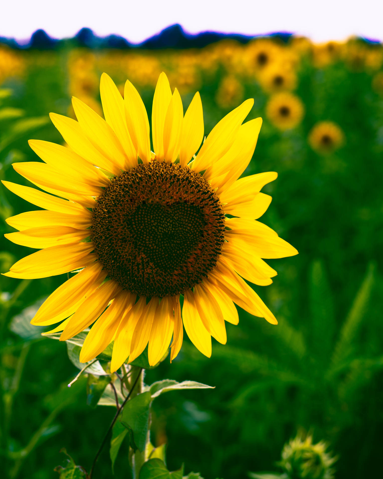 4862X6077 Sunflower Wallpaper and Background
