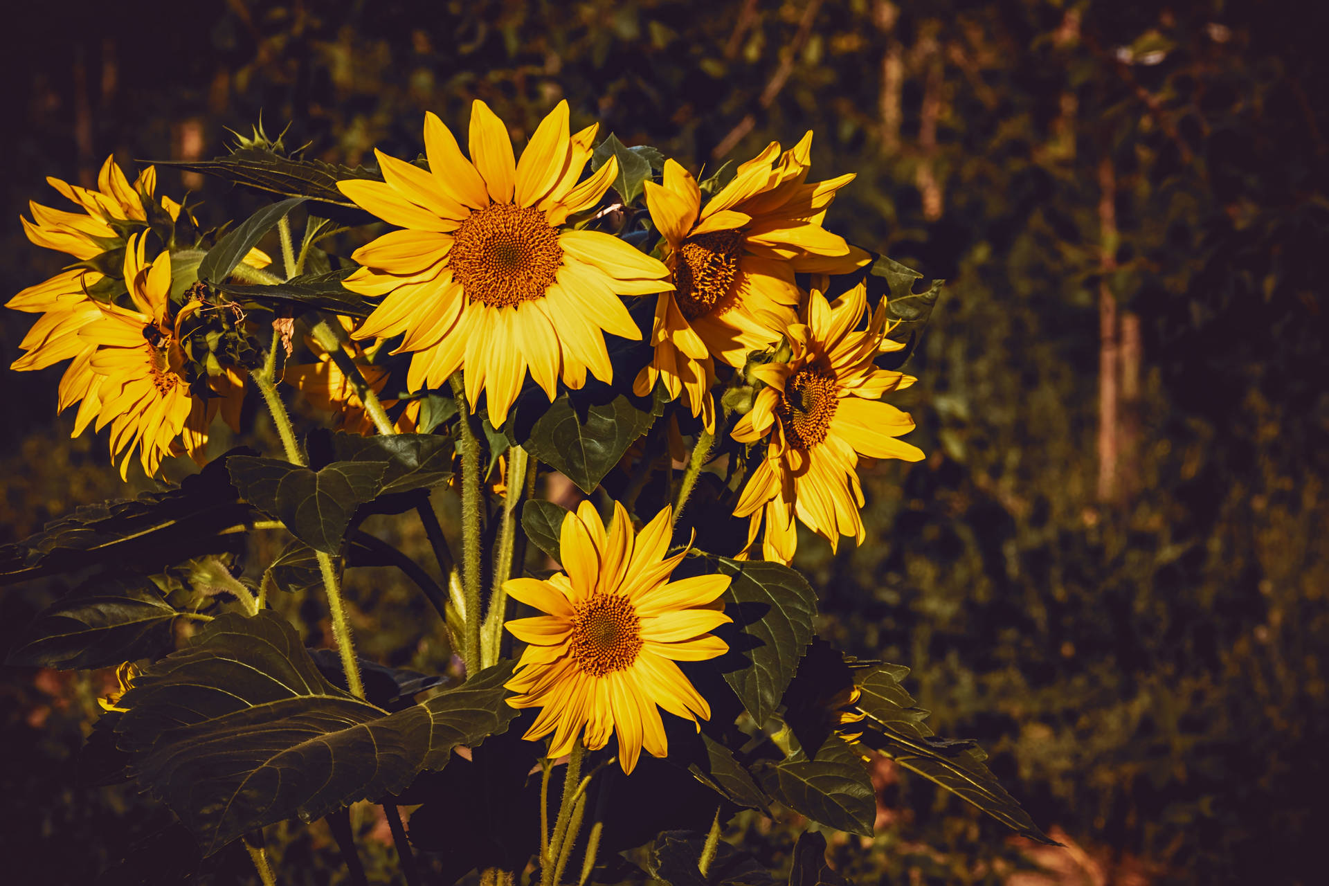 4896X3264 Sunflower Wallpaper and Background