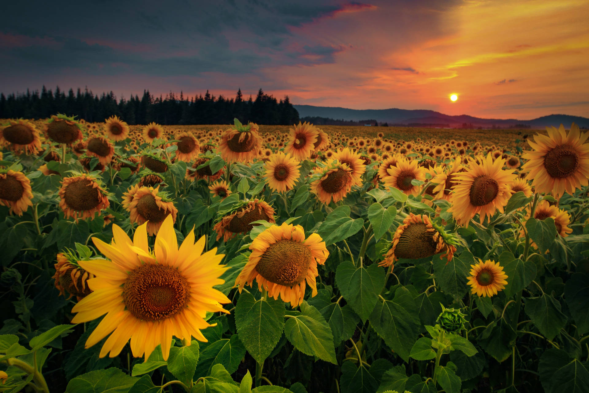 5184X3456 Sunflower Wallpaper and Background