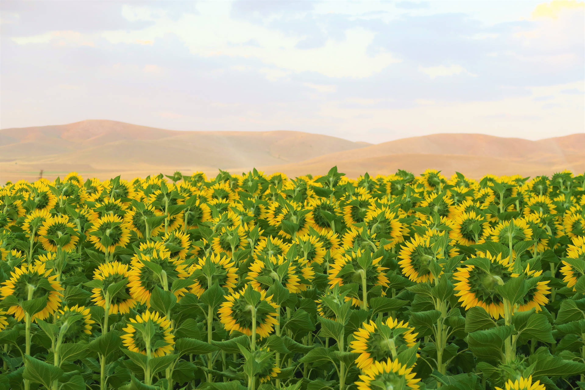 5472X3648 Sunflower Wallpaper and Background