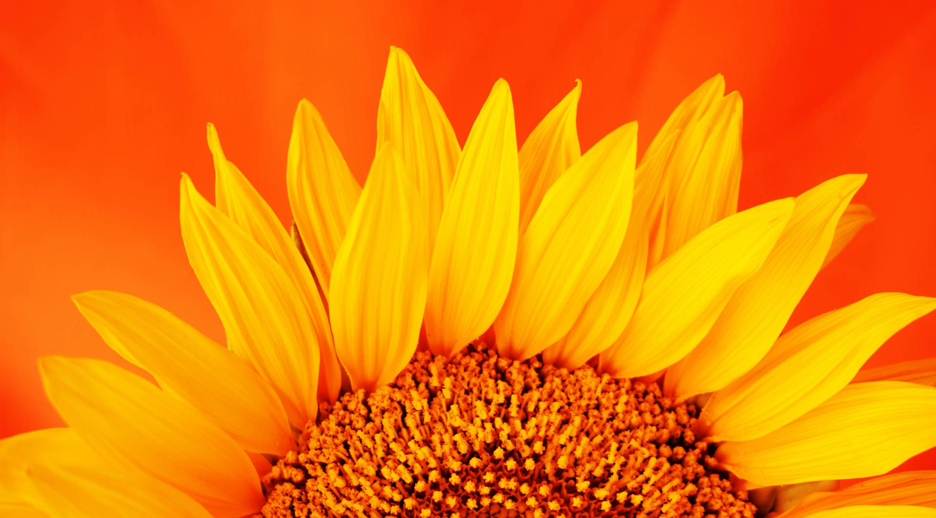 5624X3112 Sunflower Wallpaper and Background