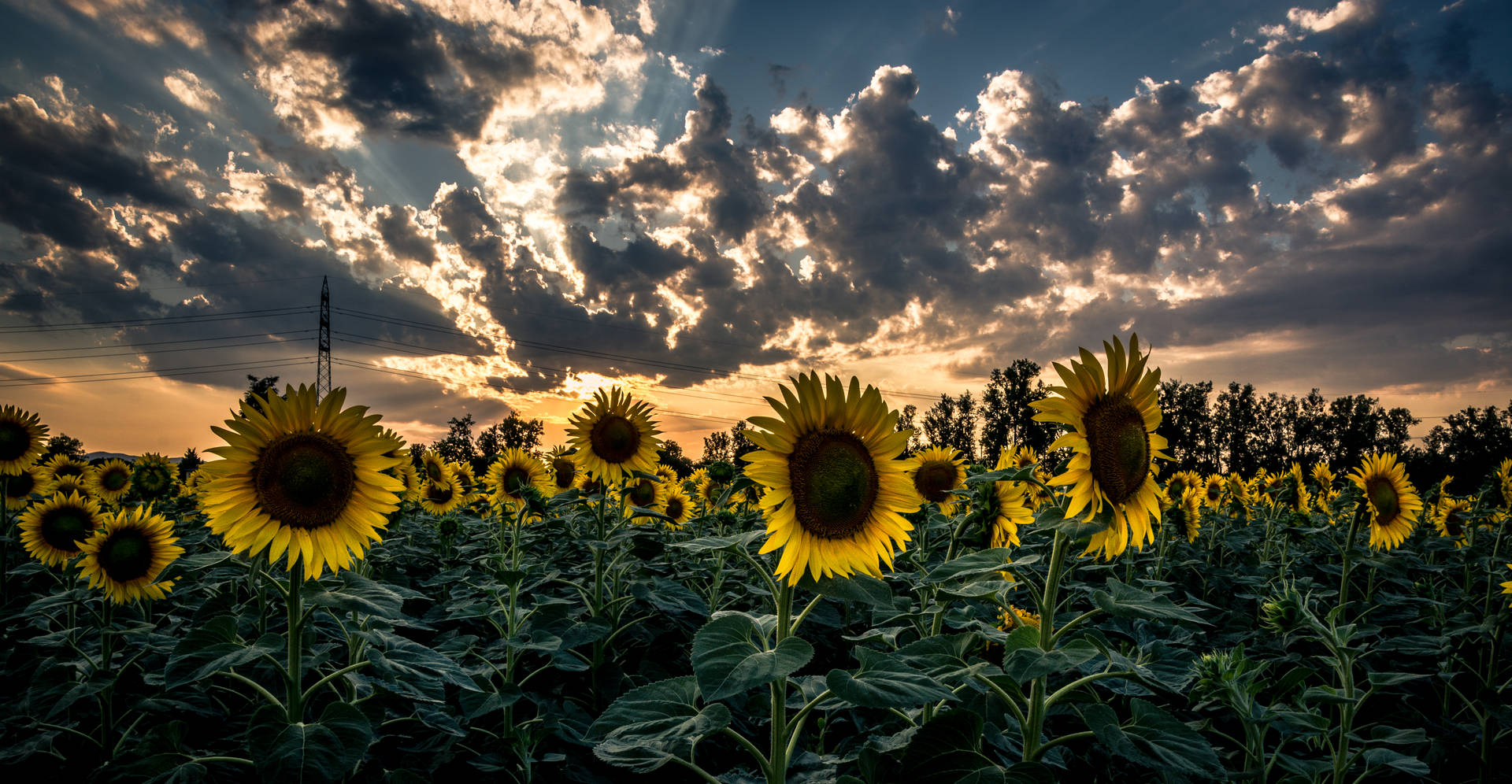 6000X3113 Sunflower Wallpaper and Background