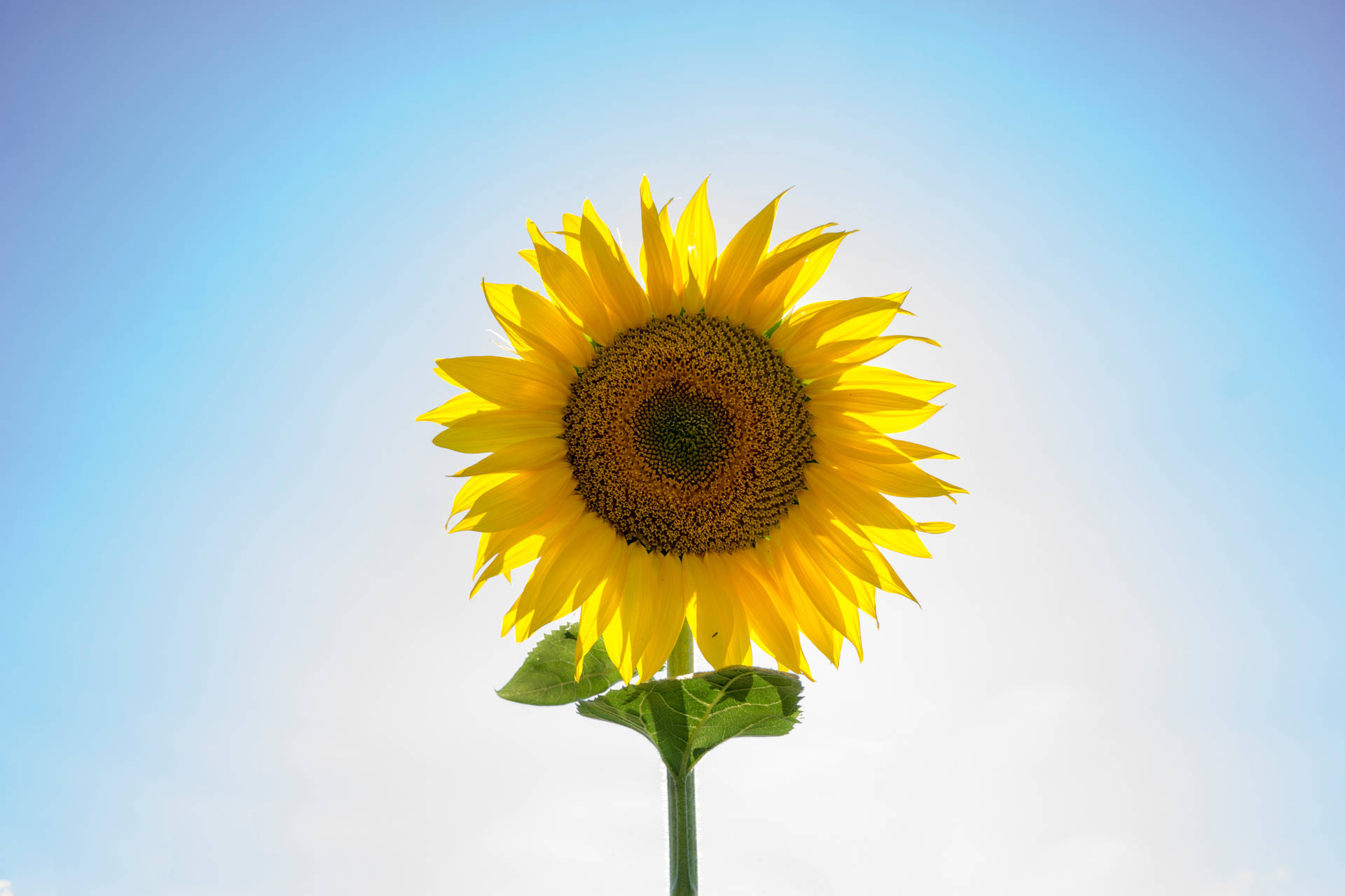 6000X4000 Sunflower Wallpaper and Background