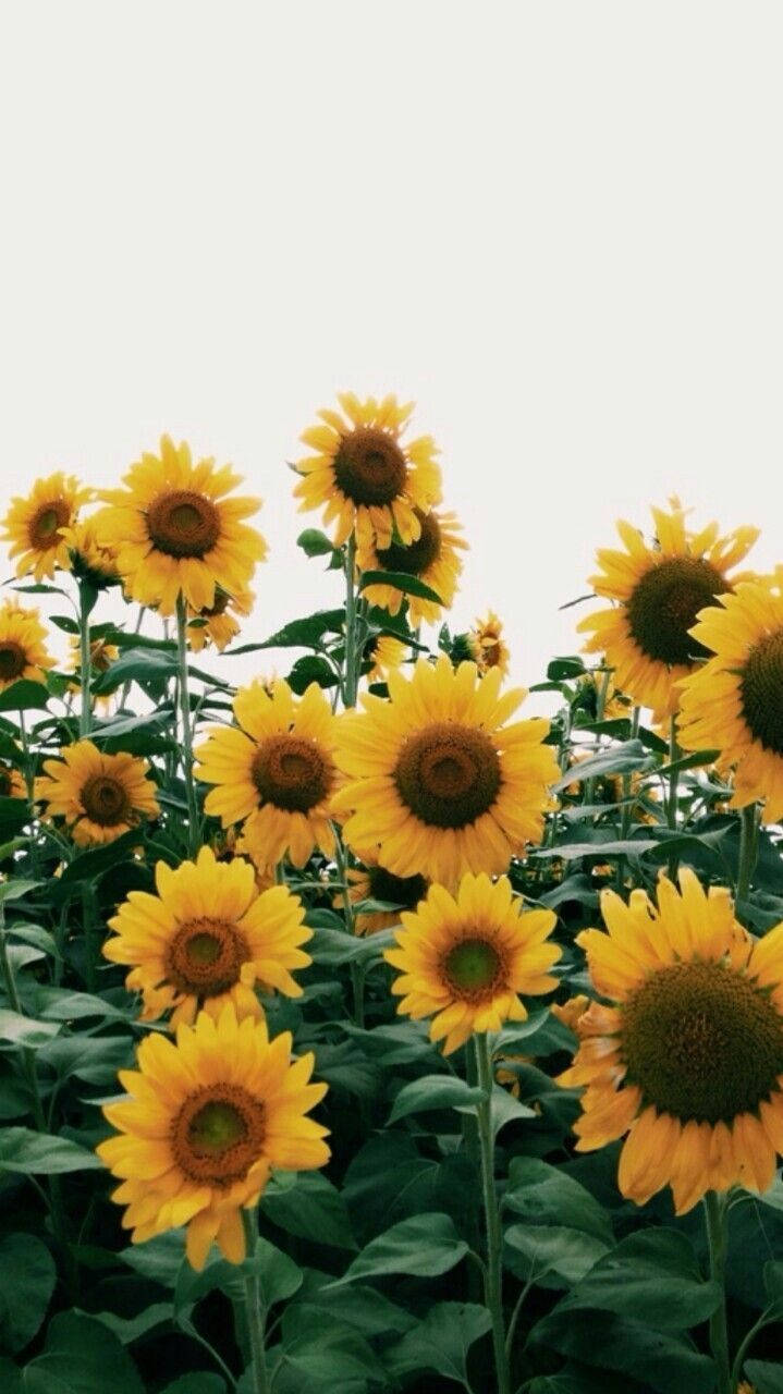 719X1280 Sunflower Wallpaper and Background
