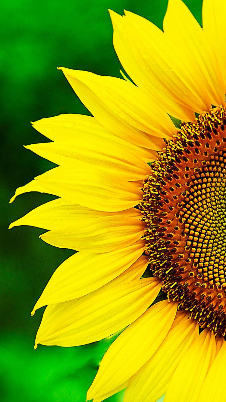 Sunflower 750X1334 Wallpaper and Background Image