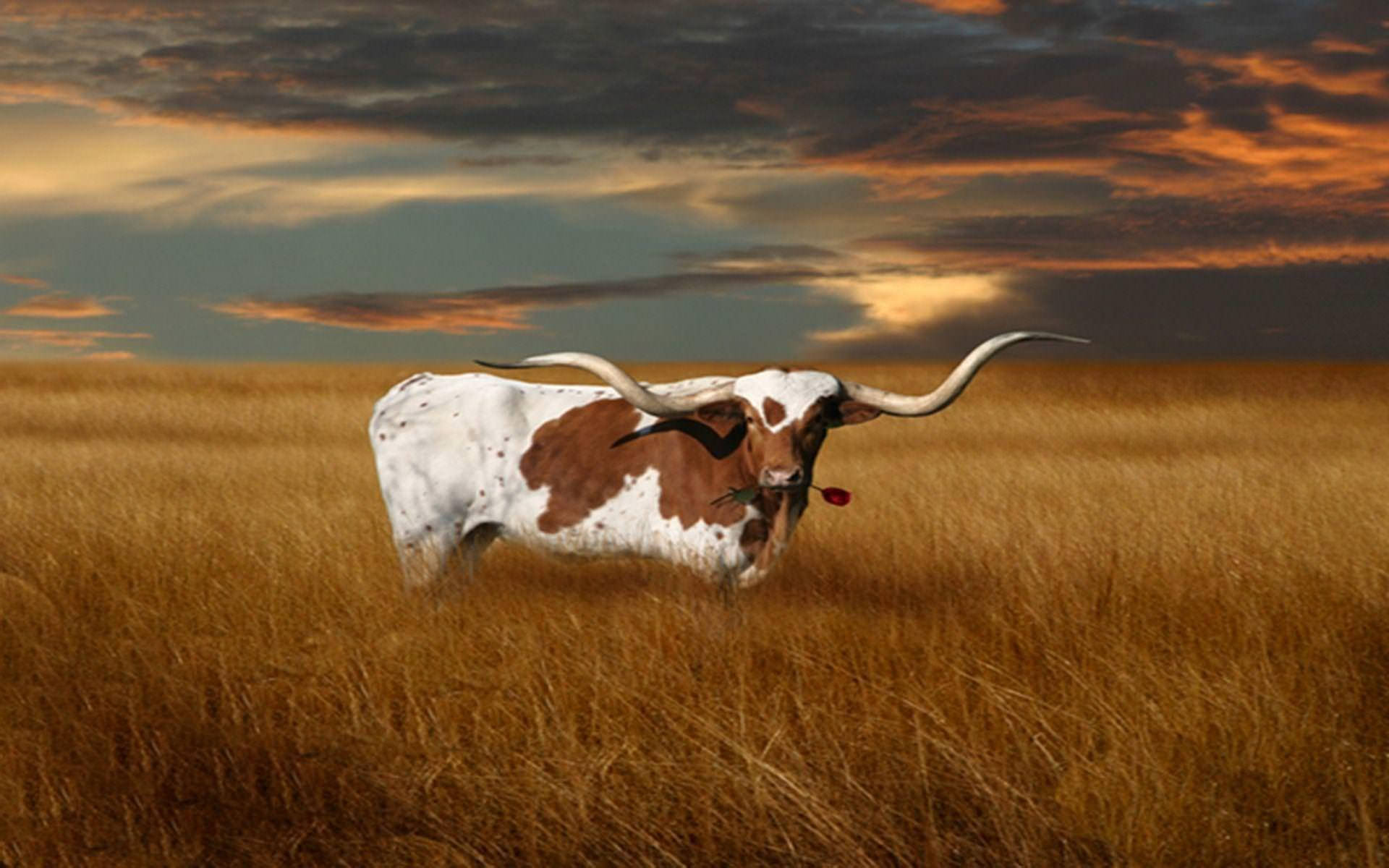 Texas 1920X1200 Wallpaper and Background Image