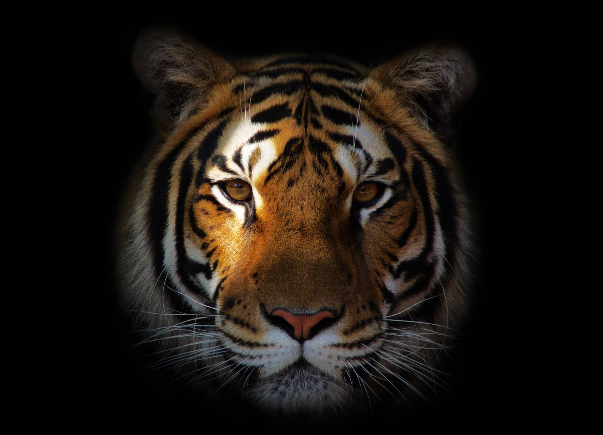1920X1387 Tiger Wallpaper and Background