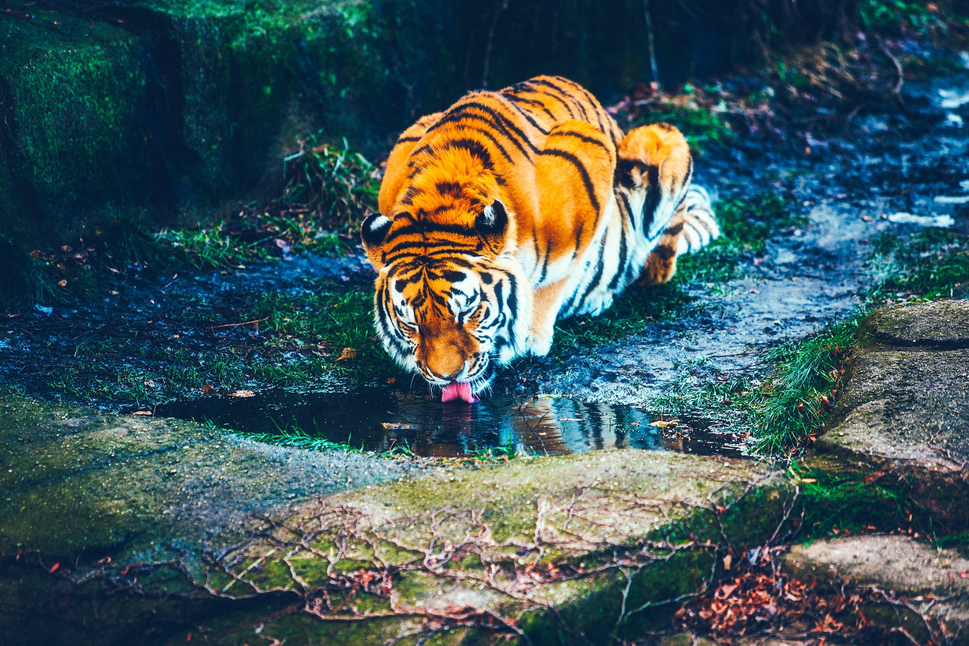 2200X1467 Tiger Wallpaper and Background