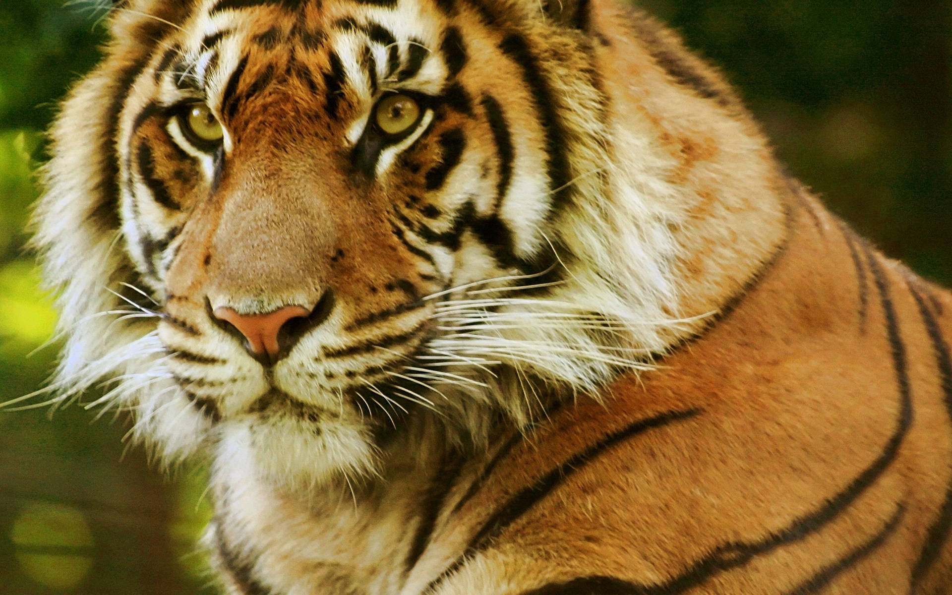 Tiger 2560X1600 Wallpaper and Background Image