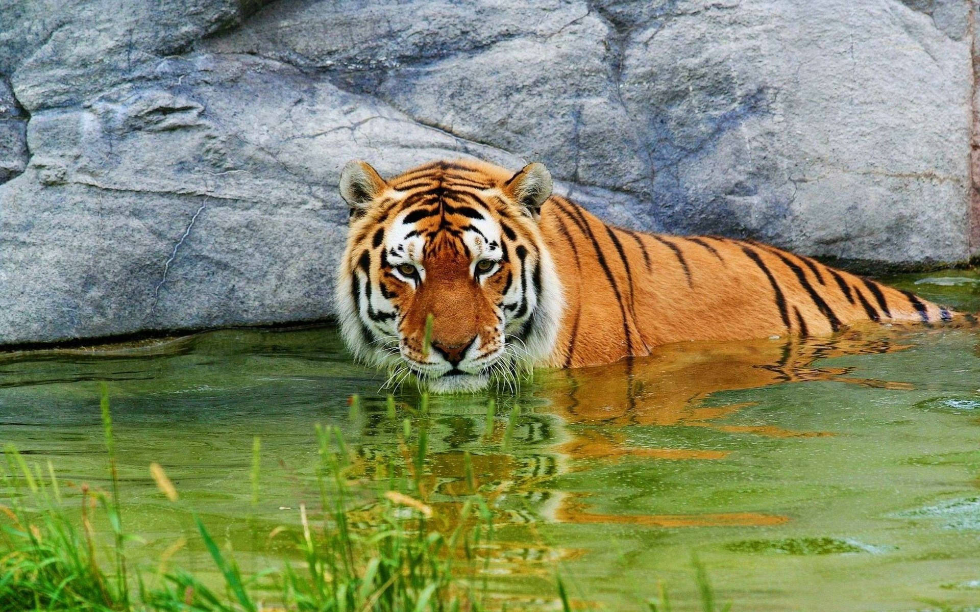 2560X1600 Tiger Wallpaper and Background
