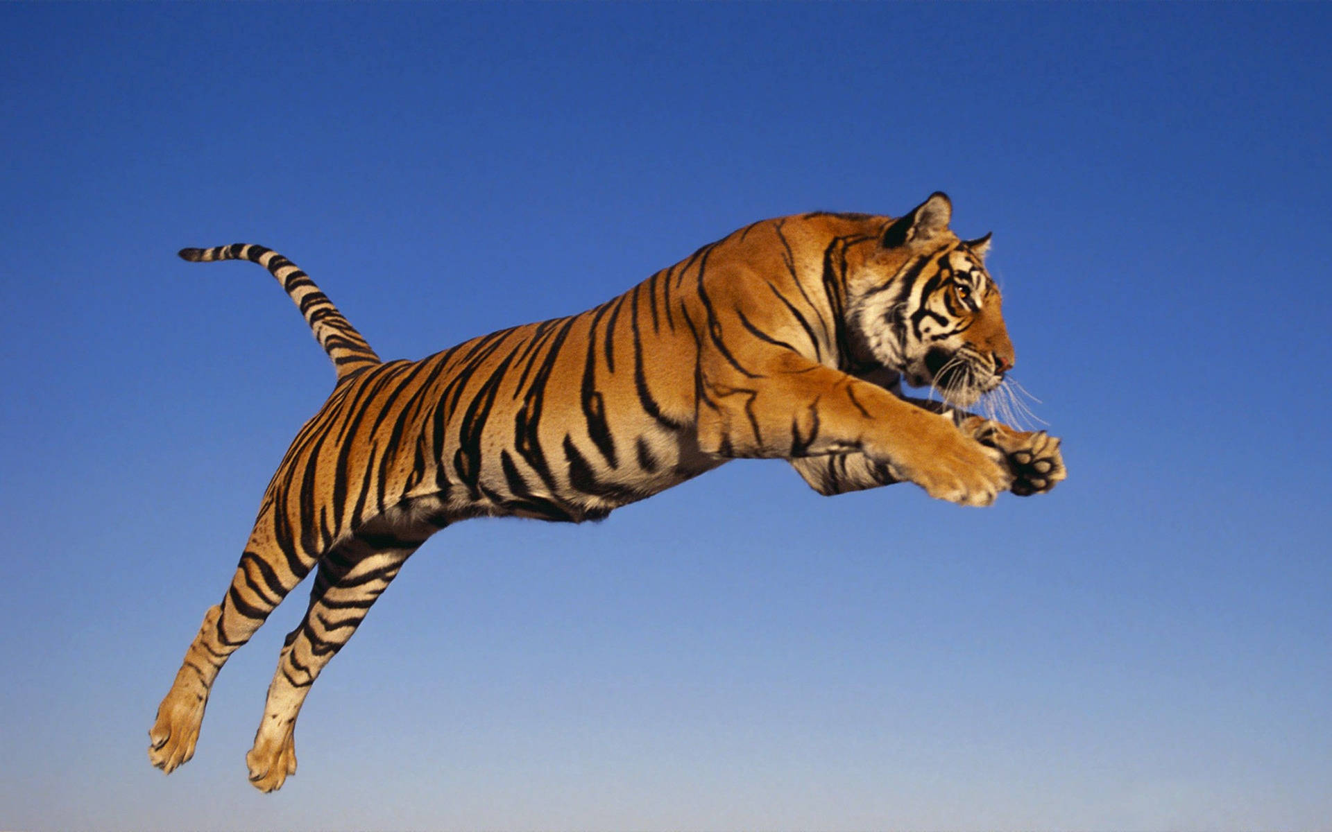 Tiger 2560X1600 Wallpaper and Background Image
