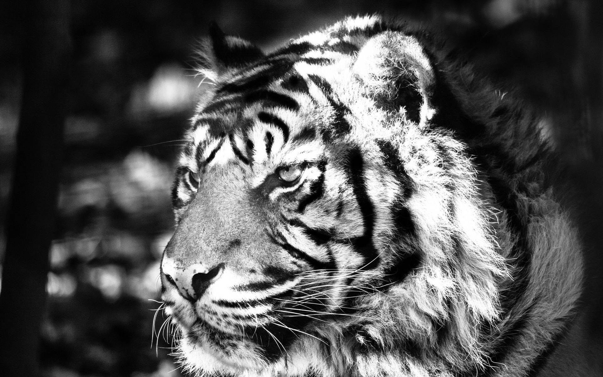2560X1600 Tiger Wallpaper and Background