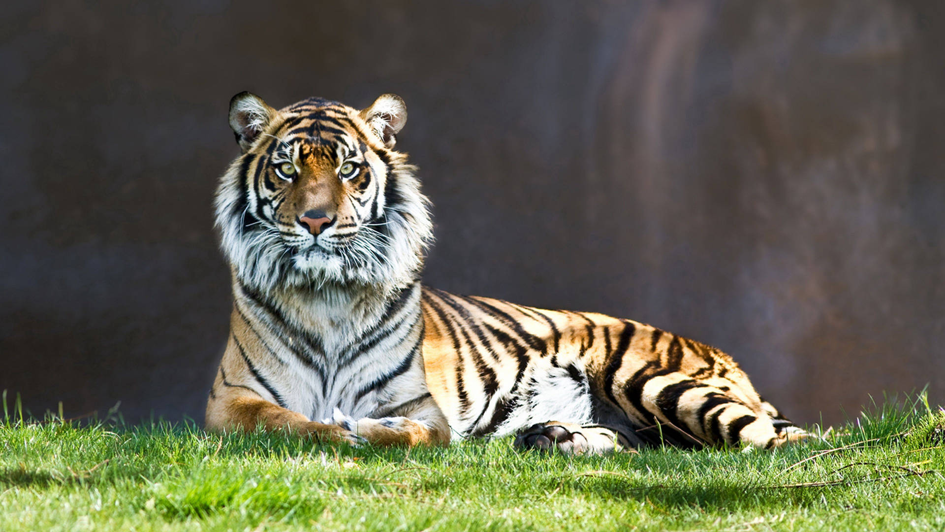 Tiger 3840X2160 Wallpaper and Background Image
