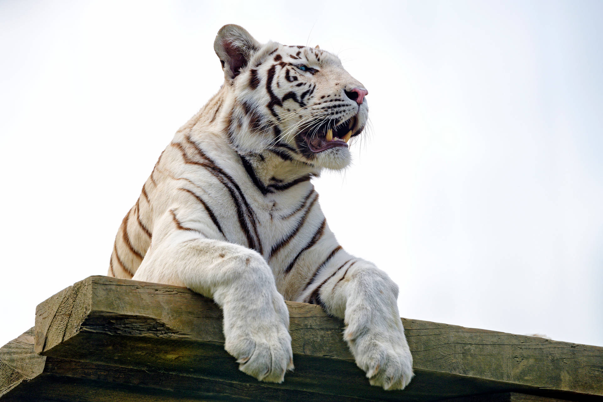Tiger 5120X3413 Wallpaper and Background Image