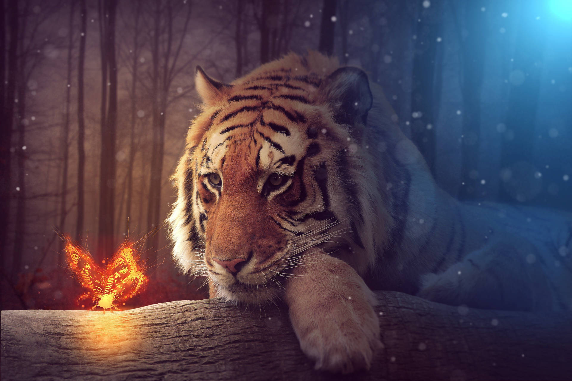 Tiger 5184X3456 Wallpaper and Background Image