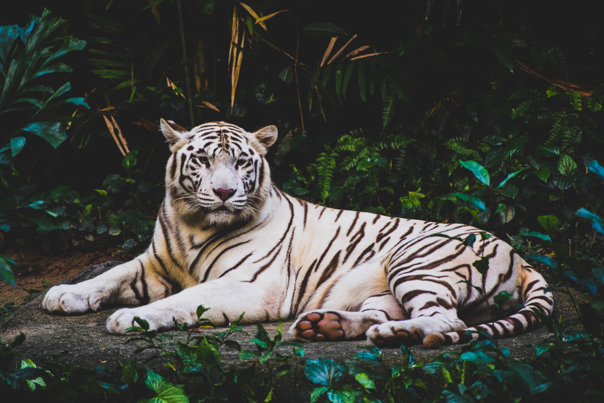 Tiger 6000X4000 Wallpaper and Background Image