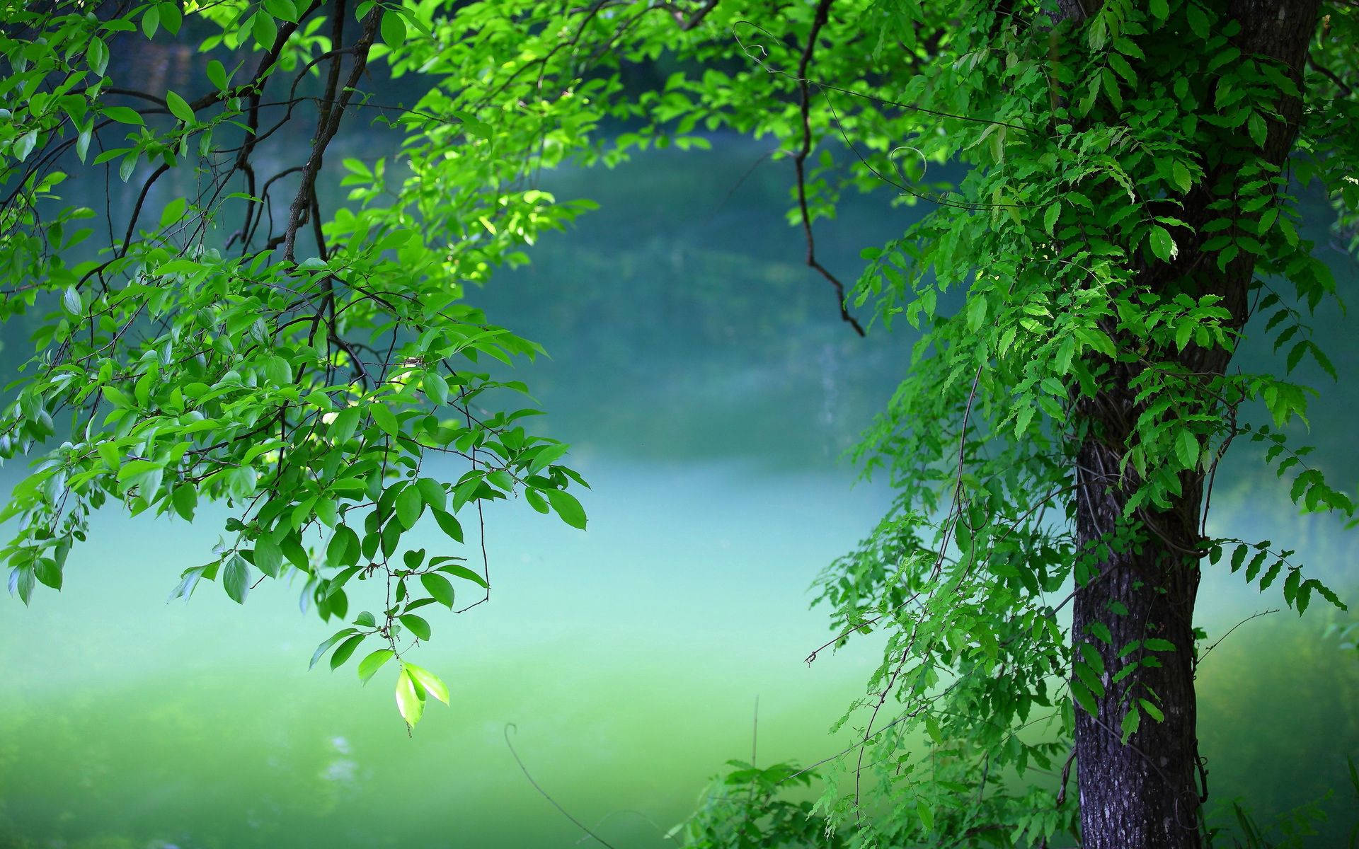 Tree 1920X1200 Wallpaper and Background Image