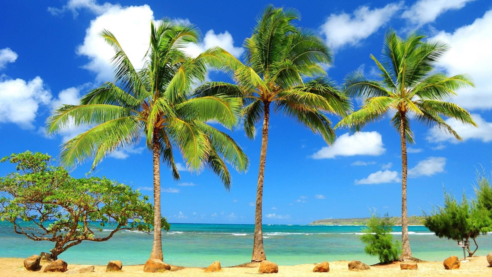 1920X1080 Tropical Wallpaper and Background