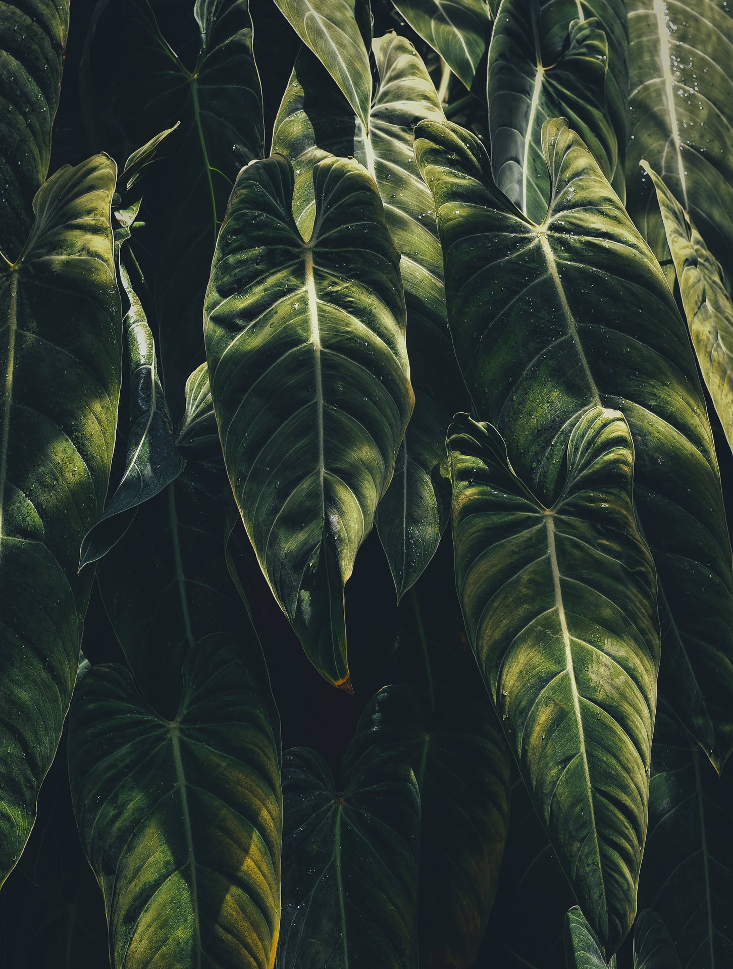 3026X4000 Tropical Wallpaper and Background