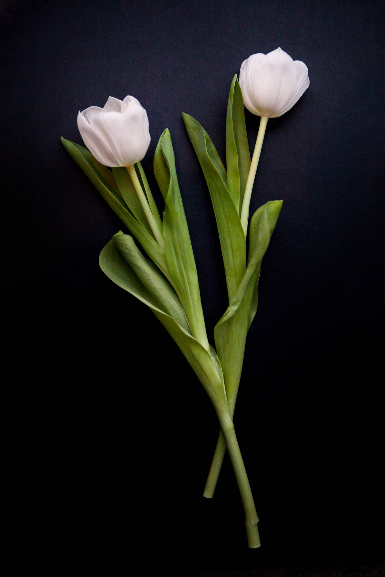 Tulip 2500X3750 Wallpaper and Background Image